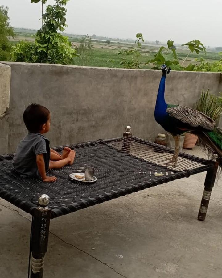 Ritul with peacock